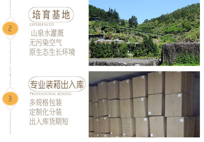 金針菇干貨 無硫食用菌農產品在酒店與工業領域的批發應用