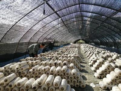 全力打造“產(chǎn)業(yè)新城、品質(zhì)白云”系列報(bào)道之一 構(gòu)建綠色健康新標(biāo)桿——白云區(qū)食用農(nóng)產(chǎn)品產(chǎn)業(yè)高質(zhì)量發(fā)展觀察